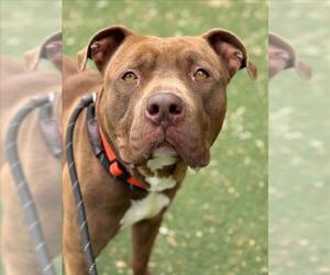 Mutt Dogs for adoption in Woodland, CA, USA