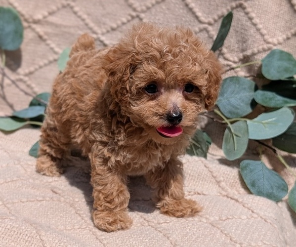 Medium Photo #17 Cockapoo Puppy For Sale in GOSHEN, IN, USA