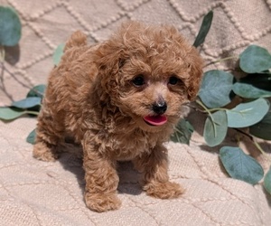 Medium Cockapoo