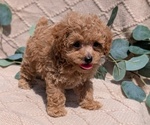 Puppy 2 Cockapoo