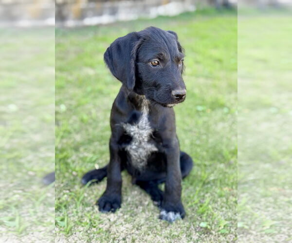 Medium Photo #2 Labrador Retriever-Unknown Mix Puppy For Sale in PIPE CREEK, TX, USA