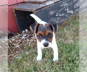 Jack Russell Terrier Puppy for sale in CACHE, OK, USA