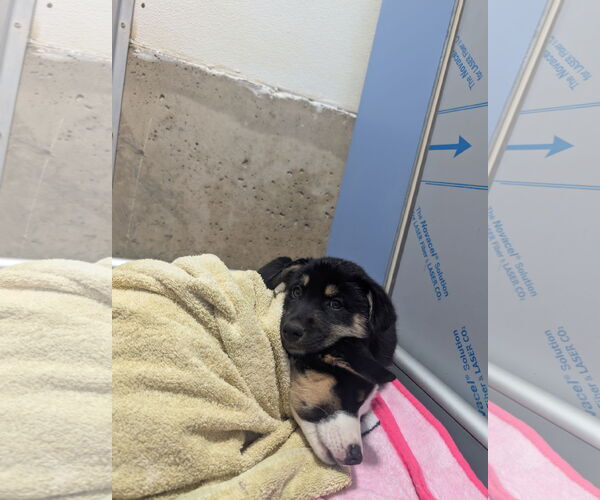 Medium Photo #2 Mutt Puppy For Sale in Chinook, MT, USA