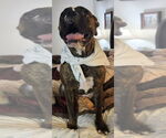 Small #1 Boxer