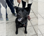 Small #6 Labrador Retriever Mix