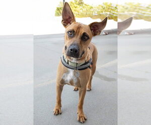 Boxador Dogs for adoption in Omaha, NE, USA