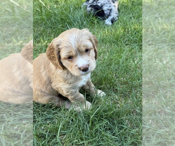 Medium Photo #5 Cocker Spaniel-Sheepadoodle Mix Puppy For Sale in SAMMAMISH, WA, USA
