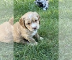 Small #4 Cocker Spaniel-Sheepadoodle Mix