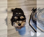 Small #1 Cavachon
