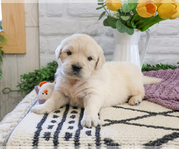 Medium Photo #1 English Cream Golden Retriever Puppy For Sale in SYRACUSE, IN, USA