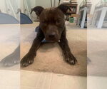 Small #7 American Pit Bull Terrier Mix
