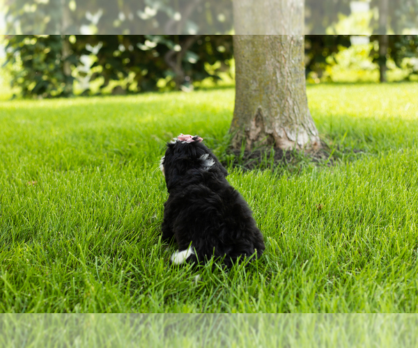 Medium Photo #16 Bernedoodle (Miniature) Puppy For Sale in SHIPSHEWANA, IN, USA