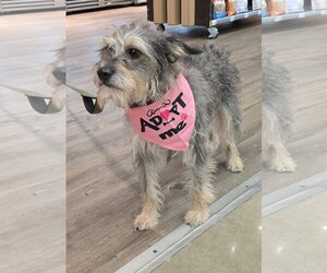 Mutt Dogs for adoption in Rosenberg, TX, USA