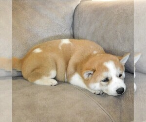 Shiba Inu Puppy for sale in SMITHSBURG, MD, USA