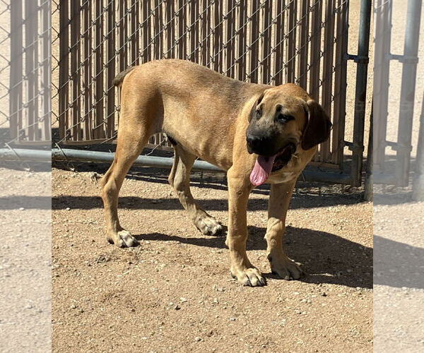 Medium Photo #2 Mastiff Puppy For Sale in Hesperia, CA, USA
