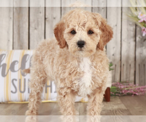 Goldendoodle (Miniature) Puppy for sale in MOUNT VERNON, OH, USA