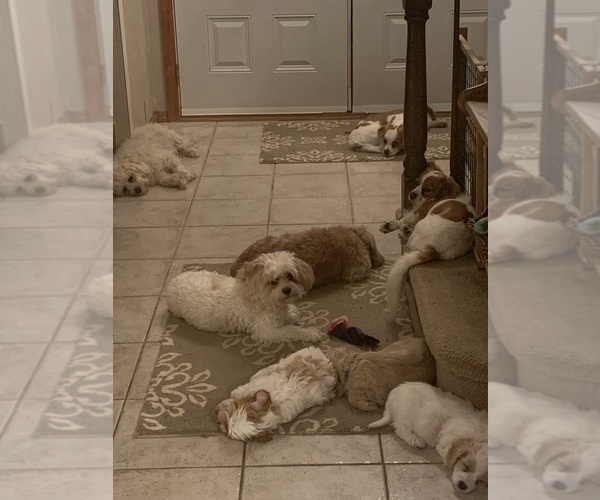 Medium Photo #9 Cavachon Puppy For Sale in ENGLISHTOWN, NJ, USA