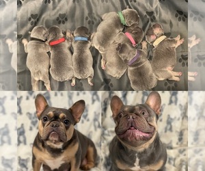French Bulldog Puppy for sale in MOORESVILLE, NC, USA