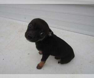 Cheenese Puppy for sale in KALAMAZOO, MI, USA