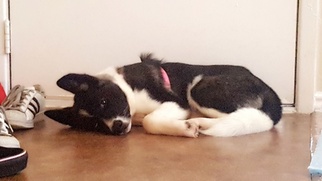 Akita Puppy for sale in ARLINGTON, TX, USA