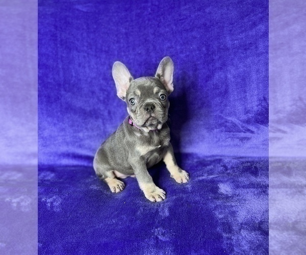 Medium Photo #7 French Bulldog Puppy For Sale in KENNESAW, GA, USA