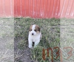 Small Photo #2 Great Bernese Puppy For Sale in BOOKER, TX, USA