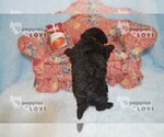 Small Photo #4 Poodle (Toy) Puppy For Sale in SANGER, TX, USA