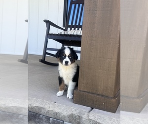 Miniature Australian Shepherd Puppy for sale in CENTRALIA, IL, USA