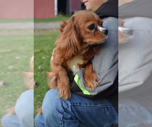 Mother of the Cavapoo puppies born on 09/20/2025