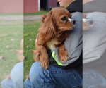 Small Photo #1 Cavapoo Puppy For Sale in GREENWOOD, WI, USA