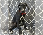 Small Photo #5 Great Dane Puppy For Sale in LAKELAND, FL, USA