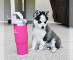 Small Photo #3 Pomsky Puppy For Sale in KANSAS CITY, MO, USA