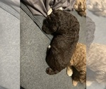 Small Photo #11 Aussiedoodle Puppy For Sale in HARTSVILLE, SC, USA
