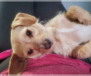 Sandy - Female Border Terrier-Chihuahua Mix Dog for Adoption - Photo #6
