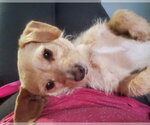 Small #5 Border Terrier-Chihuahua Mix