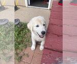 Small #1 Akbash-Great Pyrenees Mix