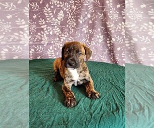 Plott Hound-Unknown Mix Dogs for adoption in Sheridan, CO, USA