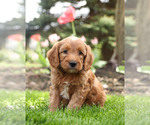 Small Photo #1 Goldendoodle Puppy For Sale in KILLINGER, PA, USA