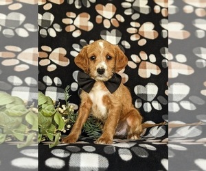 Miniature Labradoodle Puppy for sale in QUARRYVILLE, PA, USA