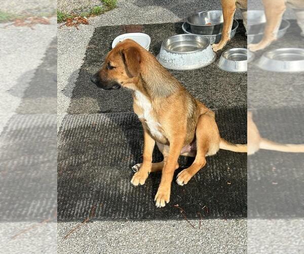 Medium Photo #5 Black Mouth Cur-Labrador Retriever Mix Puppy For Sale in Magnolia Springs, AL, USA