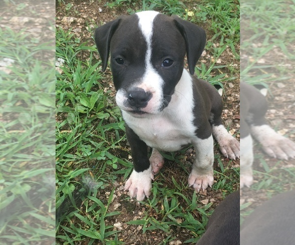 Medium Photo #2 American Pit Bull Terrier Puppy For Sale in PIEDMONT, MO, USA