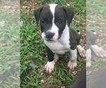 Small Photo #2 American Pit Bull Terrier Puppy For Sale in PIEDMONT, MO, USA