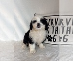 Max - Male Bernedoodle Puppy for Sale - Photo #2