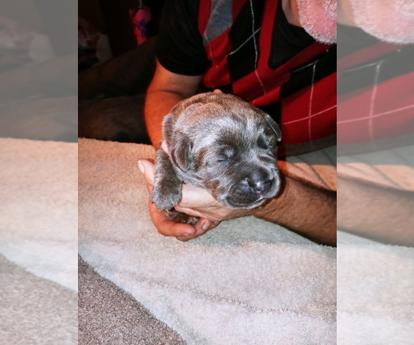 Medium Photo #2 Cane Corso Puppy For Sale in SPRINGFIELD, MO, USA