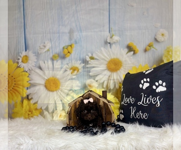 Medium Photo #3 ShihPoo Puppy For Sale in RIPLEY, MS, USA