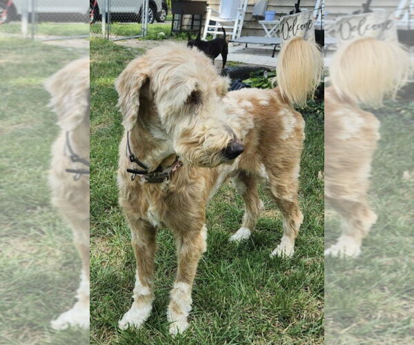 Medium Photo #6 Golden Retriever-Unknown Mix Puppy For Sale in Germantown, OH, USA