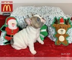 Puppy Speedee French Bulldog