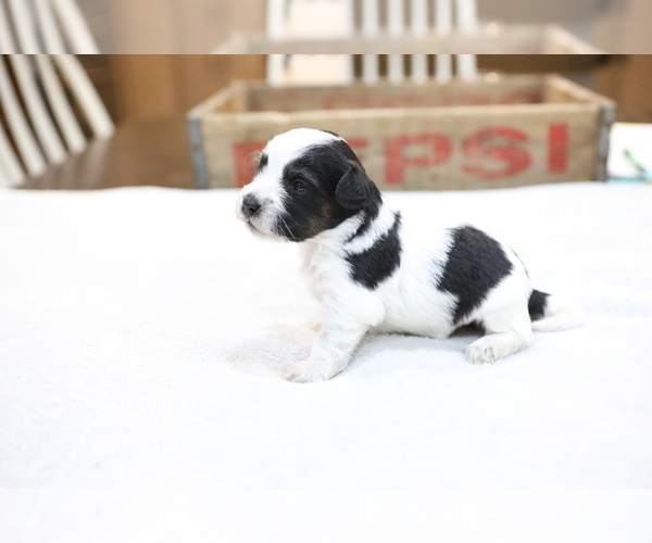 Medium Photo #4 Bernedoodle-Poodle (Miniature) Mix Puppy For Sale in GOSHEN, IN, USA