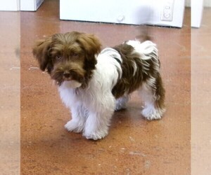 Havanese Puppy for sale in WEST CONCORD, MN, USA