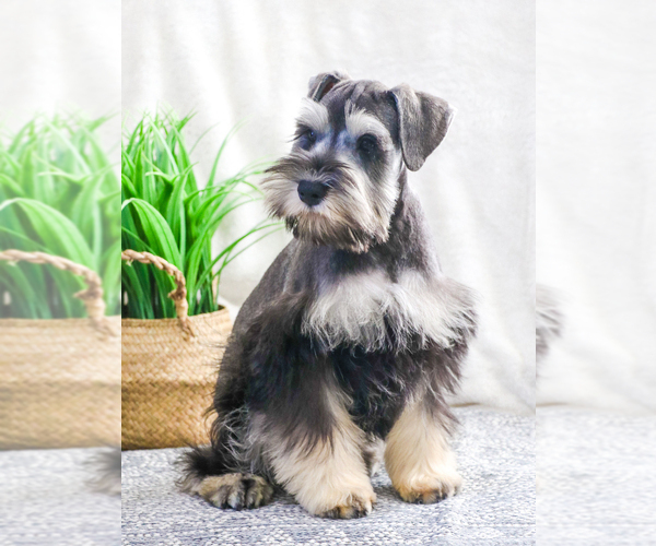 Medium Photo #5 Schnauzer (Miniature) Puppy For Sale in SYRACUSE, IN, USA